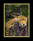 Dreaming Jaguar in Belize thumbnail